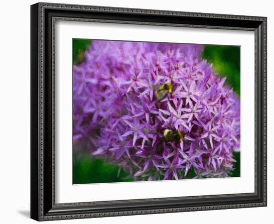 Bees in the aliums, 2018,-Helen White-Framed Giclee Print