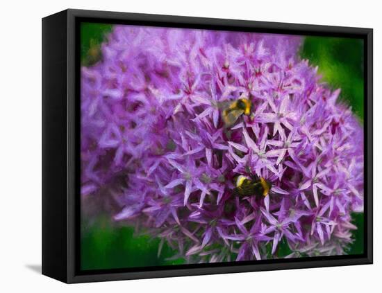 Bees in the aliums, 2018,-Helen White-Framed Premier Image Canvas