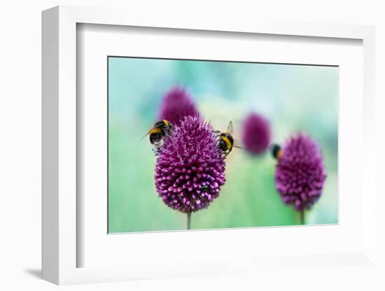 Bees on Allium Sphaerocephalon. Allium Drumstick, also known as Sphaerocephalon, Produces Two-Toned-Onelia Pena-Framed Photographic Print