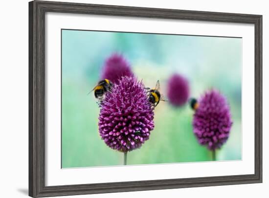 Bees on Allium Sphaerocephalon. Allium Drumstick, also known as Sphaerocephalon, Produces Two-Toned-Onelia Pena-Framed Photographic Print