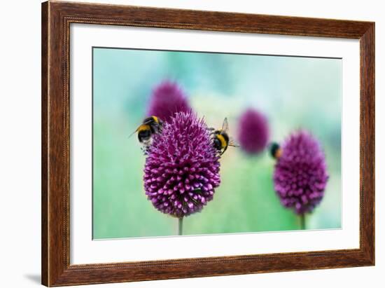 Bees on Allium Sphaerocephalon. Allium Drumstick, also known as Sphaerocephalon, Produces Two-Toned-Onelia Pena-Framed Photographic Print