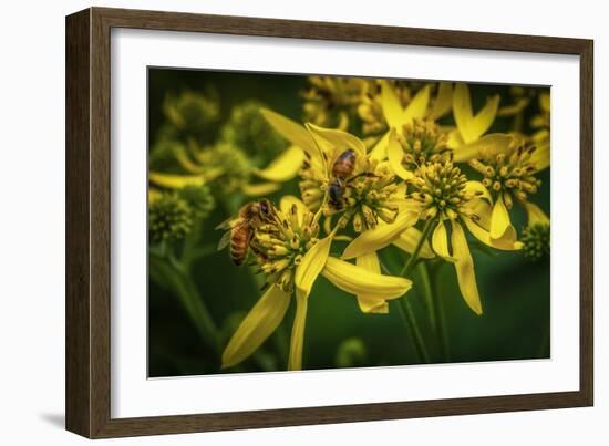 Bees on Flowers-Stephen Arens-Framed Photographic Print