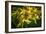 Bees on Flowers-Stephen Arens-Framed Photographic Print