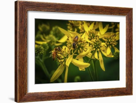 Bees on Flowers-Stephen Arens-Framed Photographic Print