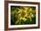 Bees on Flowers-Stephen Arens-Framed Photographic Print