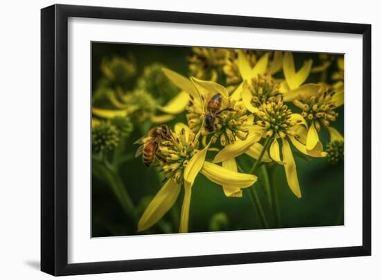 Bees on Flowers-Stephen Arens-Framed Photographic Print