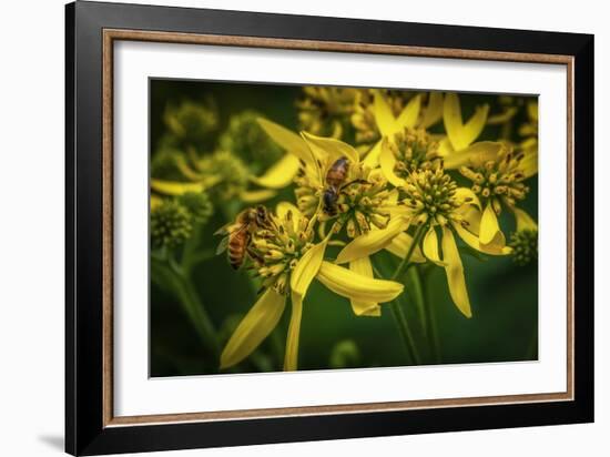 Bees on Flowers-Stephen Arens-Framed Photographic Print