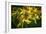 Bees on Flowers-Stephen Arens-Framed Photographic Print