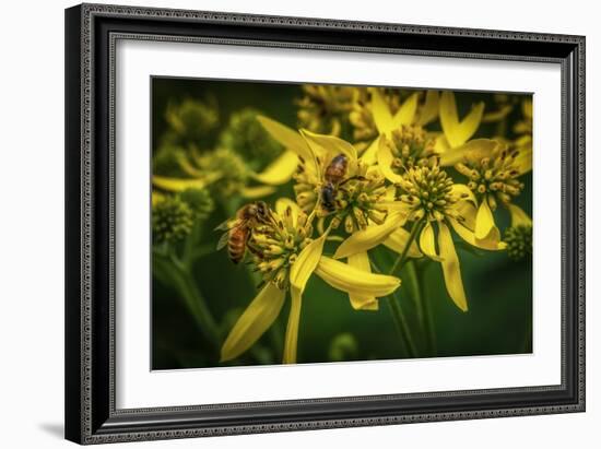 Bees on Flowers-Stephen Arens-Framed Photographic Print
