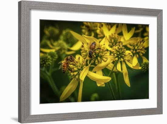 Bees on Flowers-Stephen Arens-Framed Photographic Print