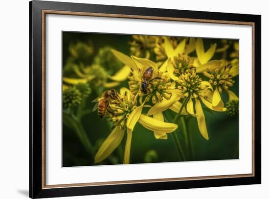 Bees on Flowers-Stephen Arens-Framed Photographic Print