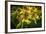 Bees on Flowers-Stephen Arens-Framed Photographic Print