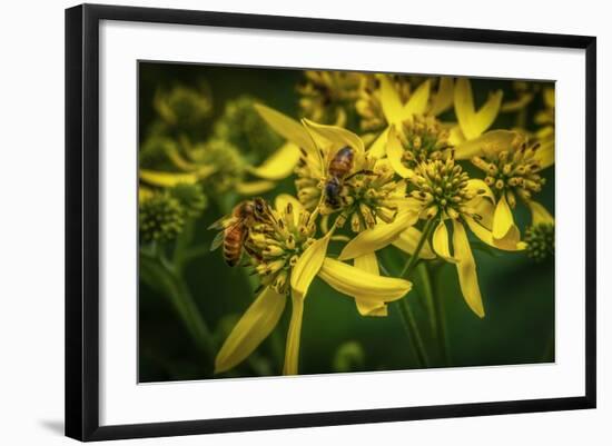 Bees on Flowers-Stephen Arens-Framed Photographic Print