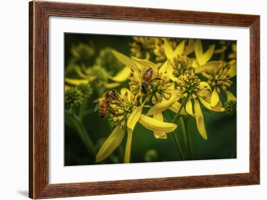 Bees on Flowers-Stephen Arens-Framed Photographic Print