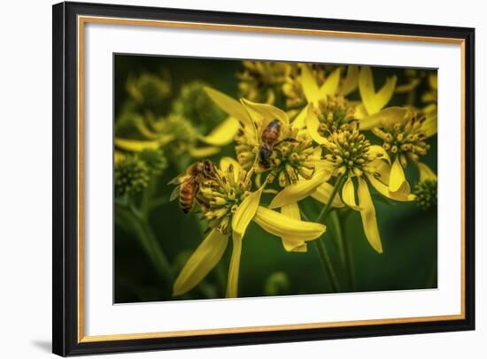 Bees on Flowers-Stephen Arens-Framed Photographic Print