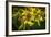 Bees on Flowers-Stephen Arens-Framed Photographic Print