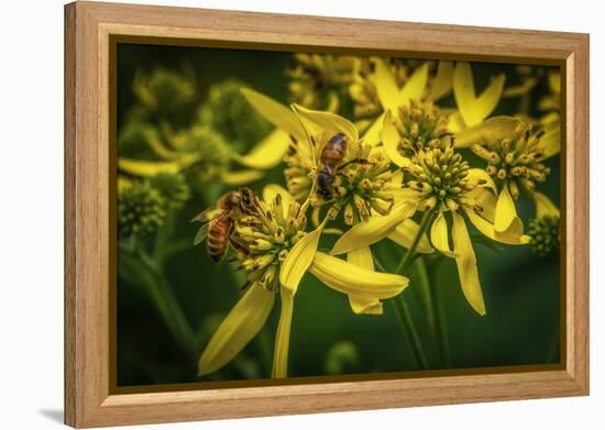 Bees on Flowers-Stephen Arens-Framed Premier Image Canvas