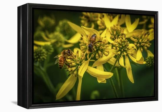 Bees on Flowers-Stephen Arens-Framed Premier Image Canvas