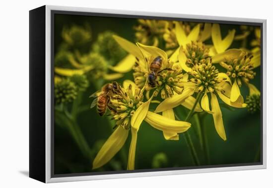 Bees on Flowers-Stephen Arens-Framed Premier Image Canvas