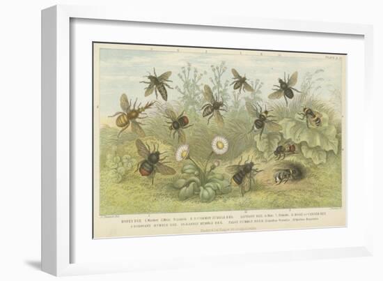 Bees-null-Framed Giclee Print