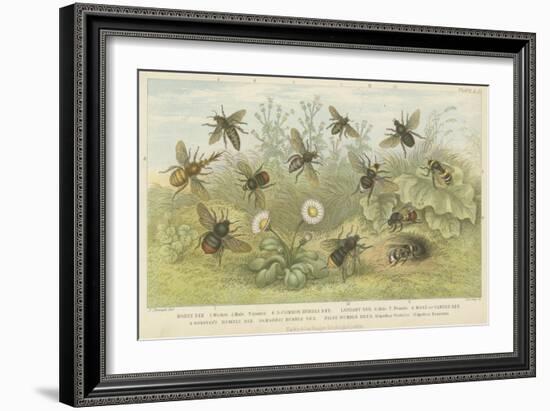 Bees-null-Framed Giclee Print