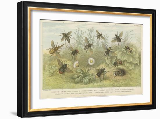 Bees-null-Framed Giclee Print