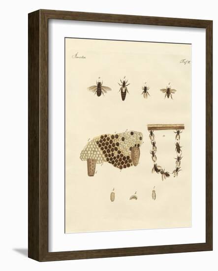 Bees-null-Framed Giclee Print