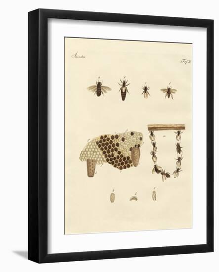 Bees-null-Framed Giclee Print