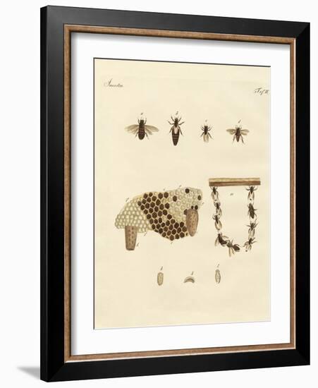 Bees-null-Framed Giclee Print