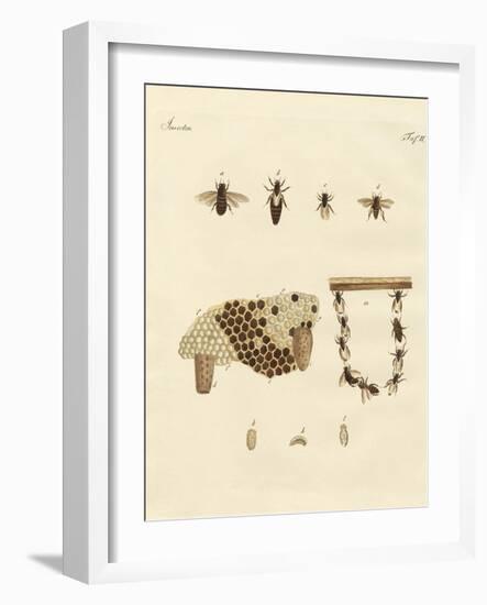 Bees-null-Framed Giclee Print