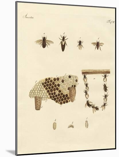 Bees-null-Mounted Giclee Print