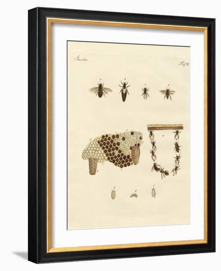 Bees-null-Framed Giclee Print