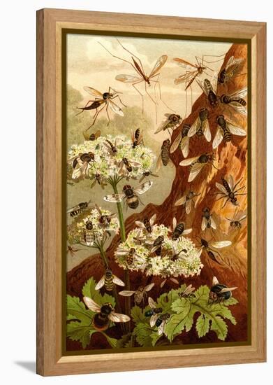 Bees-F.W. Kuhnert-Framed Stretched Canvas