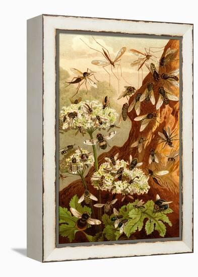 Bees-F.W. Kuhnert-Framed Stretched Canvas