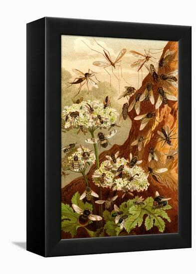 Bees-F.W. Kuhnert-Framed Stretched Canvas