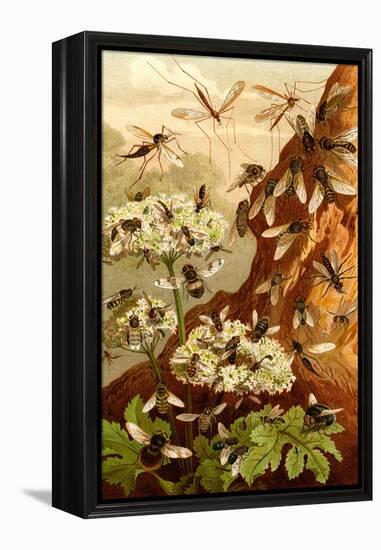 Bees-F.W. Kuhnert-Framed Stretched Canvas