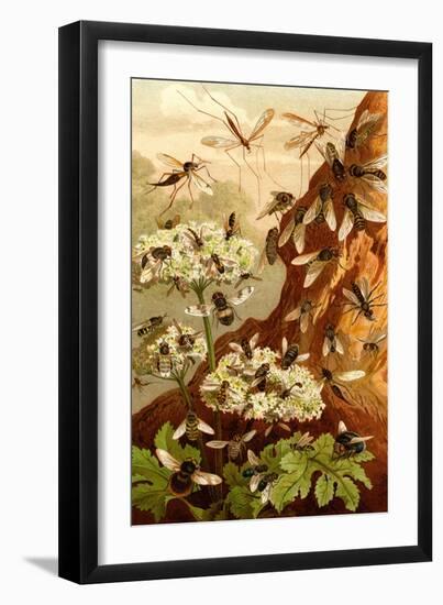 Bees-F.W. Kuhnert-Framed Art Print