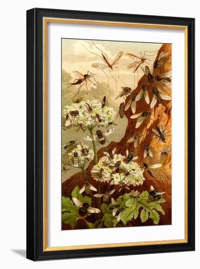 Bees-F.W. Kuhnert-Framed Art Print