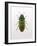 Beetle 1-Design Fabrikken-Framed Photographic Print