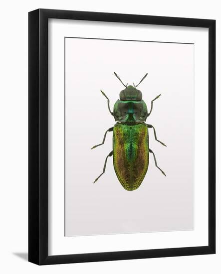 Beetle 1-Design Fabrikken-Framed Photographic Print