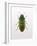 Beetle 1-Design Fabrikken-Framed Photographic Print