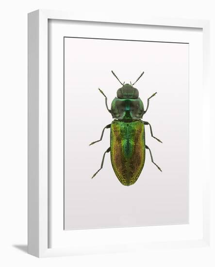 Beetle 1-Design Fabrikken-Framed Photographic Print