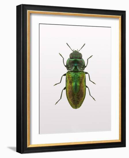 Beetle 1-Design Fabrikken-Framed Photographic Print