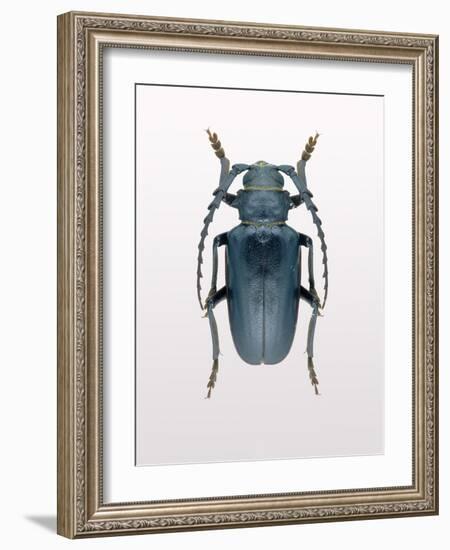 Beetle 3-Design Fabrikken-Framed Photographic Print