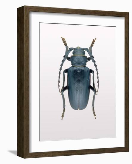 Beetle 3-Design Fabrikken-Framed Photographic Print