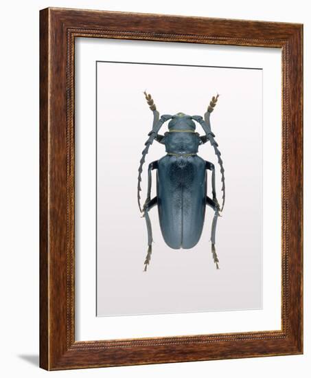 Beetle 3-Design Fabrikken-Framed Photographic Print