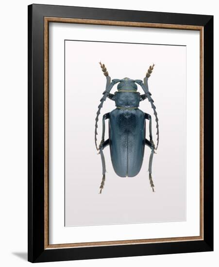 Beetle 3-Design Fabrikken-Framed Photographic Print