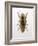 Beetle 4-Design Fabrikken-Framed Photographic Print