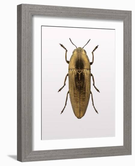 Beetle 4-Design Fabrikken-Framed Photographic Print