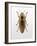 Beetle 4-Design Fabrikken-Framed Photographic Print